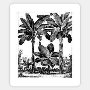 Vintage Banana Trees Sticker